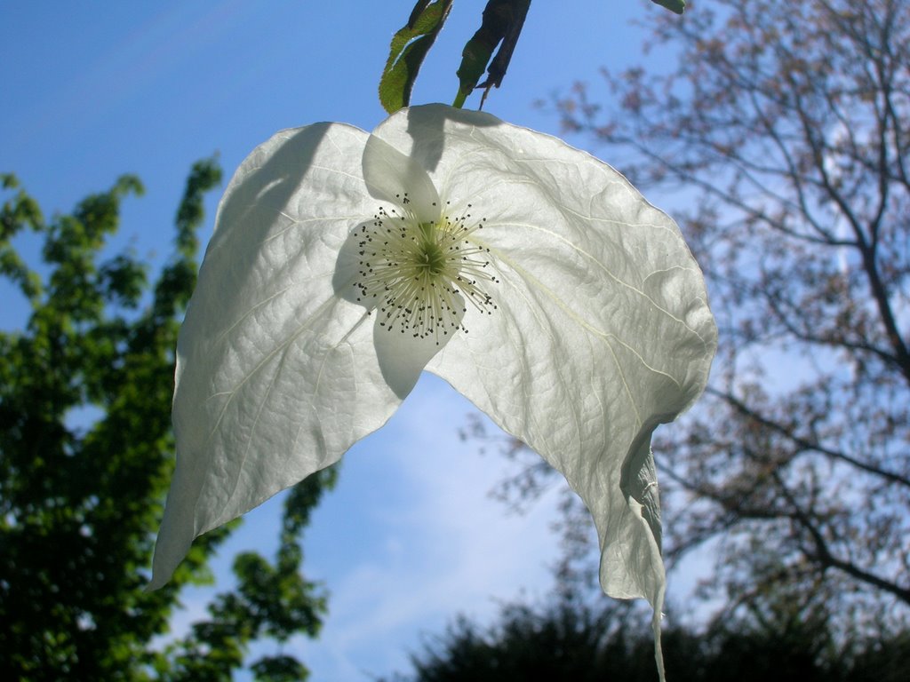 Arbre à mouchoirs - Davidia involucrata by Boumlik MESSAILI