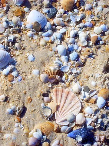 Muschelstrand bei Carvoeiro by Mario Lawall