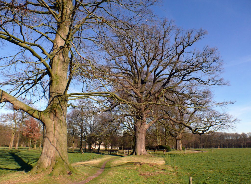 Eiken bij kasteel Ampsen by Arie Bakker