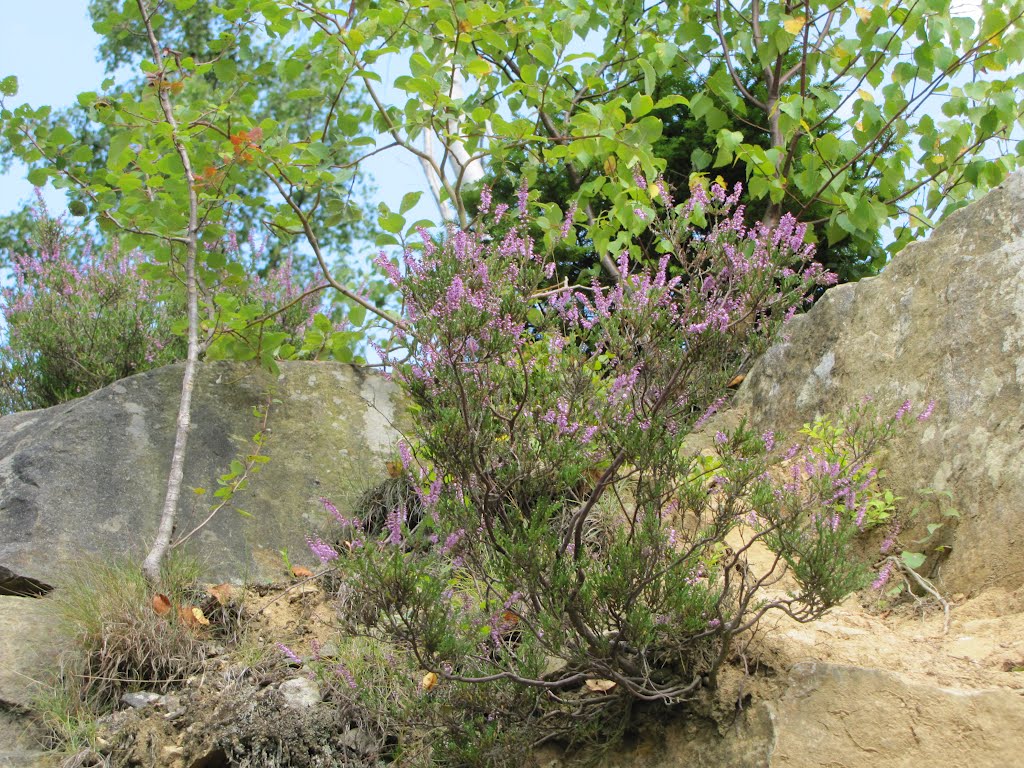 Wilde Heide im verlassenen Steinbruch by C.Butterbrodt