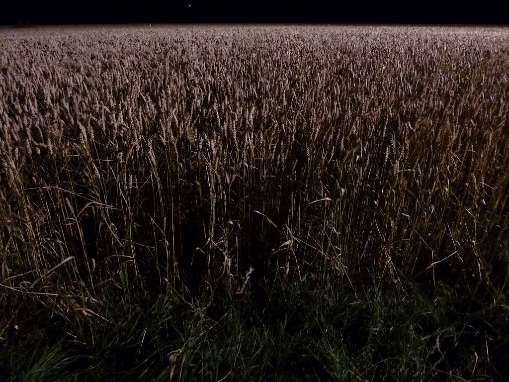 Midnight cornfield at Williamscot - without flash #2 by Kevin J. Norman