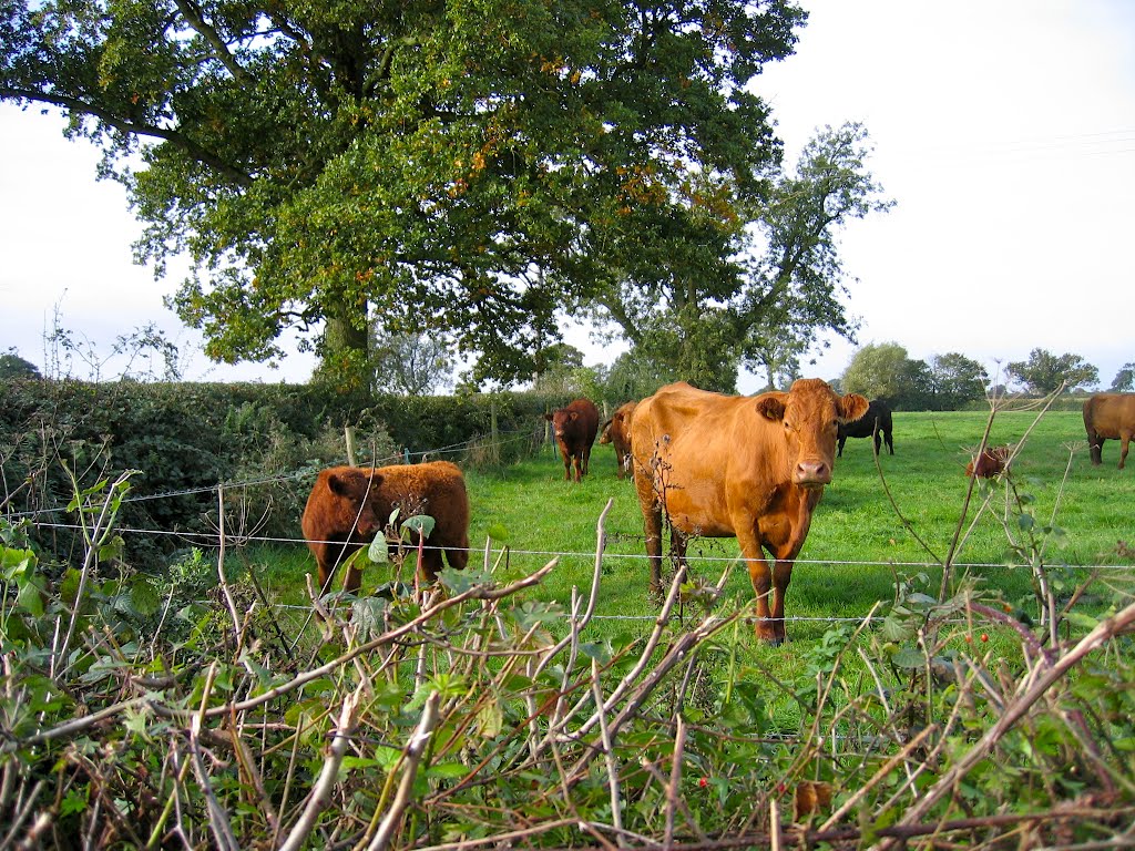 Field near Newton Burgoland by pedrocut