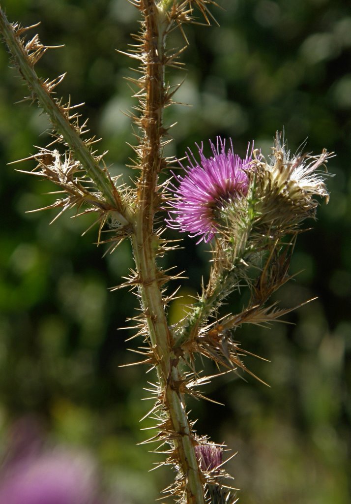 Prickly by Marilyn Whiteley