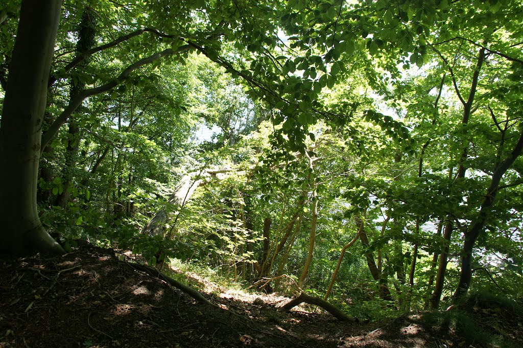 Aabenraa, Jørgensgård skov, 11. august 2012 by papkassen