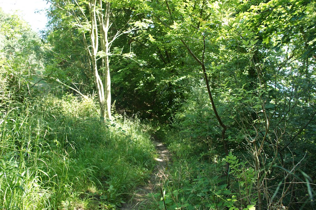 Aabenraa, Jørgensgård skov, 11. august 2012 by papkassen