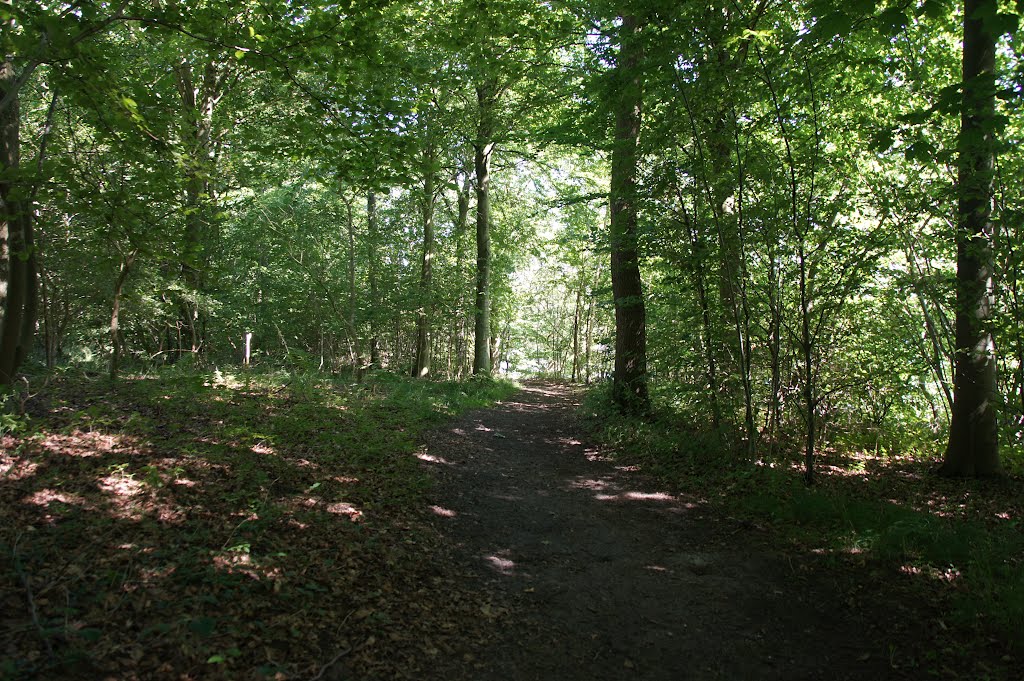 Aabenraa, Jørgensgård skov, 11. august 2012 by papkassen