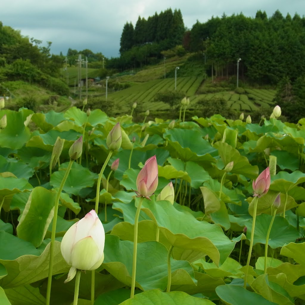 大淀町中増にて 「ましが丘のハス」 2012.8.06 by as365n2