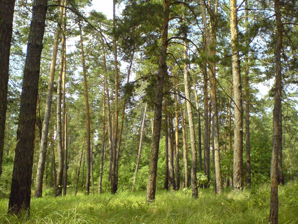 Cherkas'kyi district, Cherkas'ka oblast, Ukraine by Serega_ml