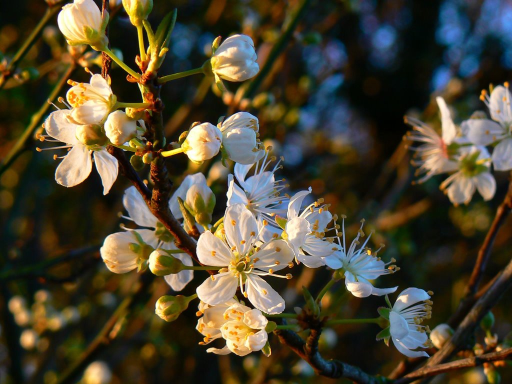 Flowers in a hedge near Faringdon Folly by Brian B16