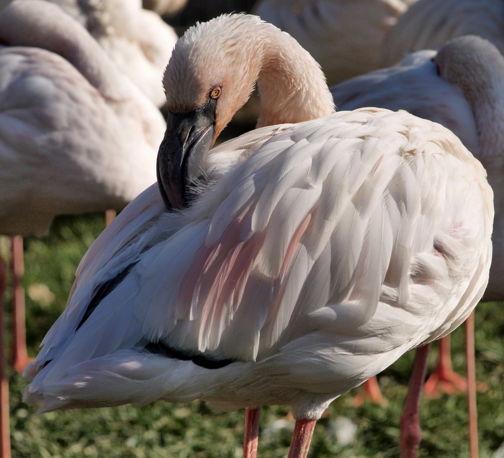 Parco Faunistico Le Cornelle (FENICOTTERO ROSA) by cisko66