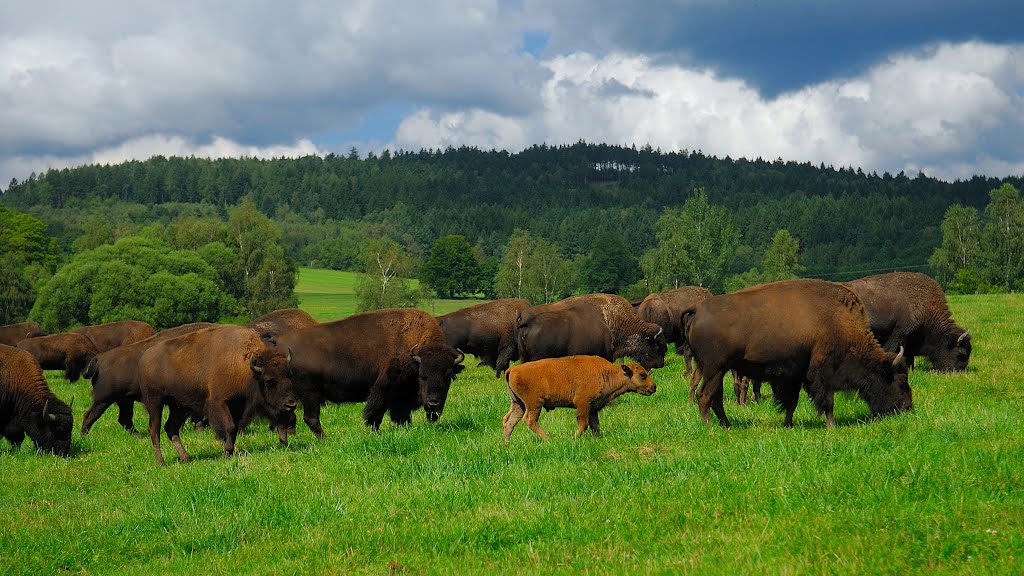 Bison in the Czech Canada by Karel H.