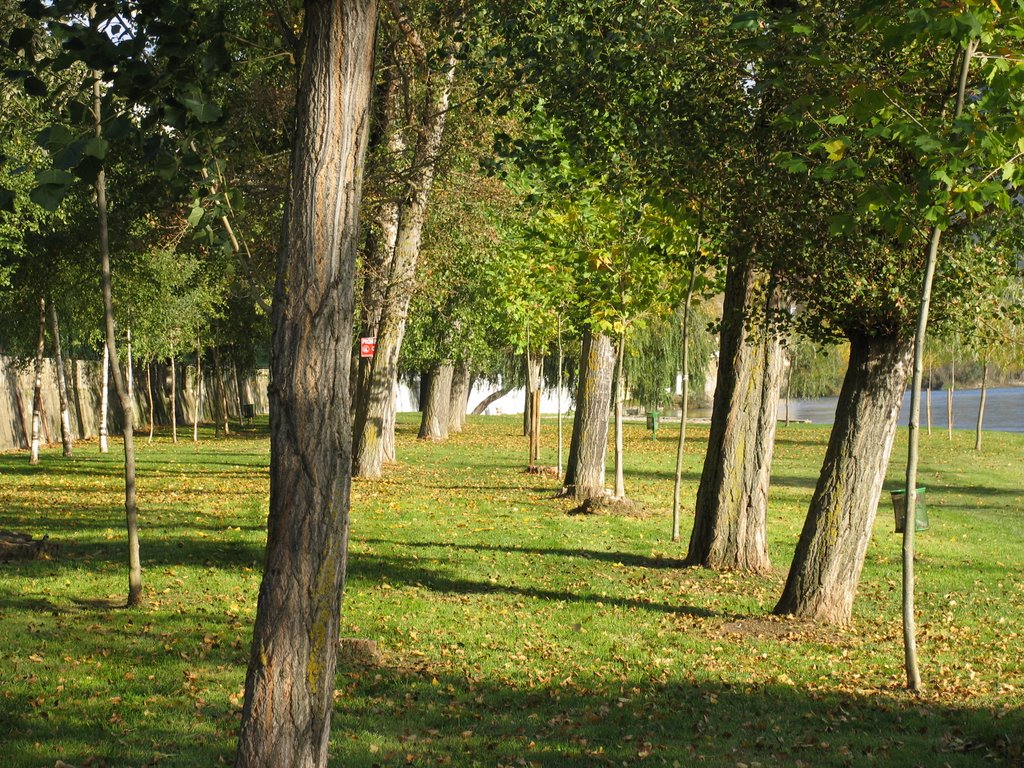 Arboles en la orilla del Sil. by Benito R. Moran