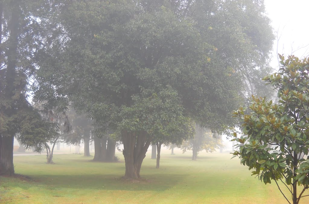 Arboles en la bruma by Austrocedrus sp.