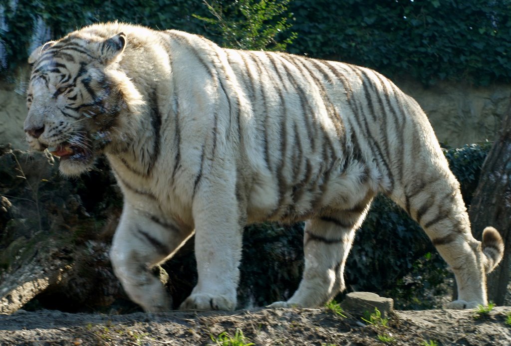 Parco Faunistico Le Cornelle (TIGRE BIANCA) by cisko66