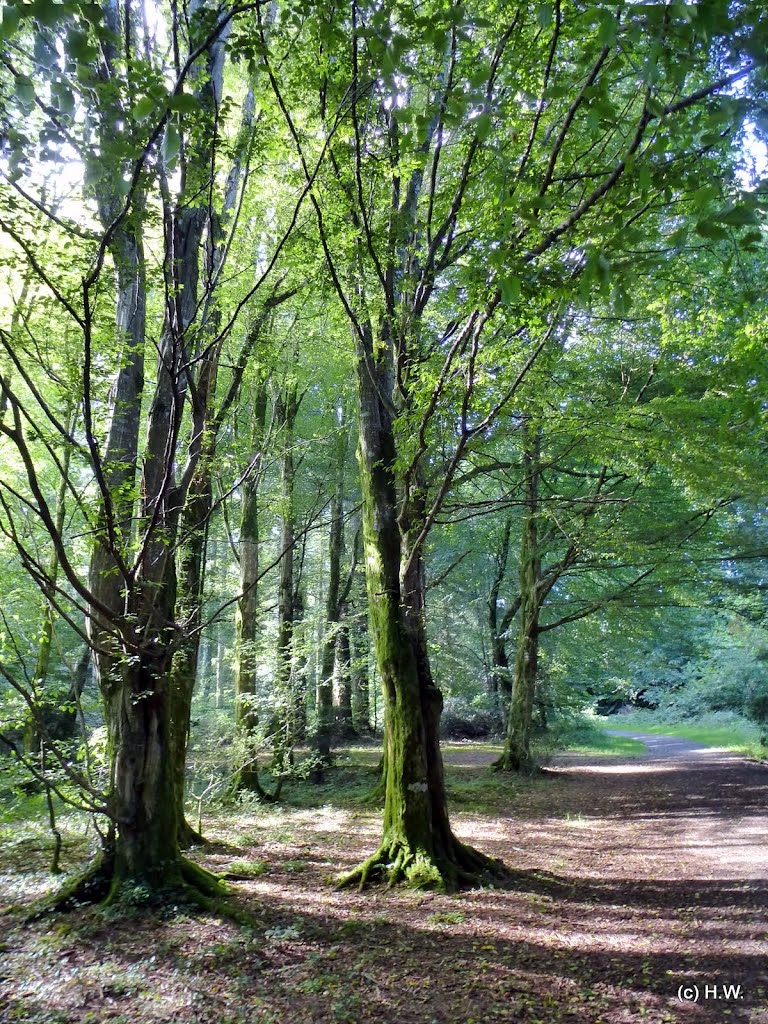 Avondale Forest is a wooded estate in County Wicklow, Ireland by H.Warren