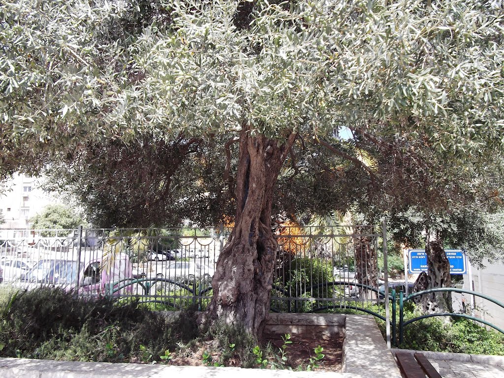 Sderot Ben Gurion, Haifa, Israel by Stoyanka Robova