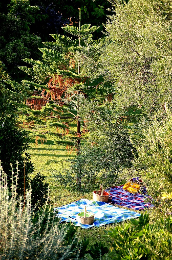 Picnic by Alfredo Suchomel