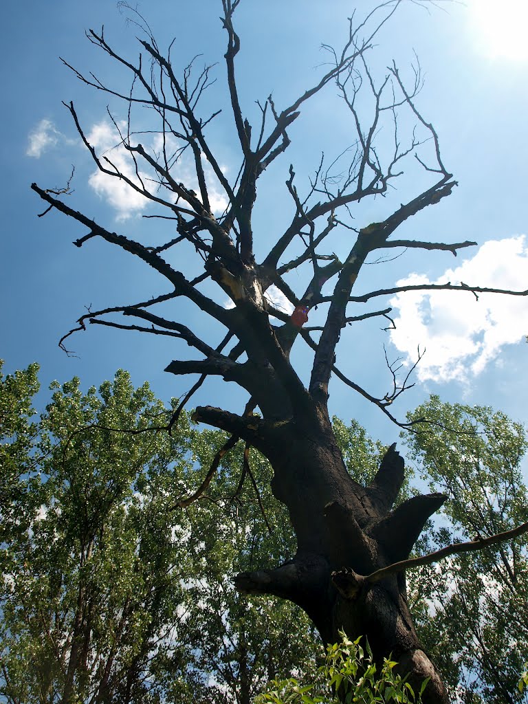 Kraków Bonarka - a thicket near the railway station by wuhazet