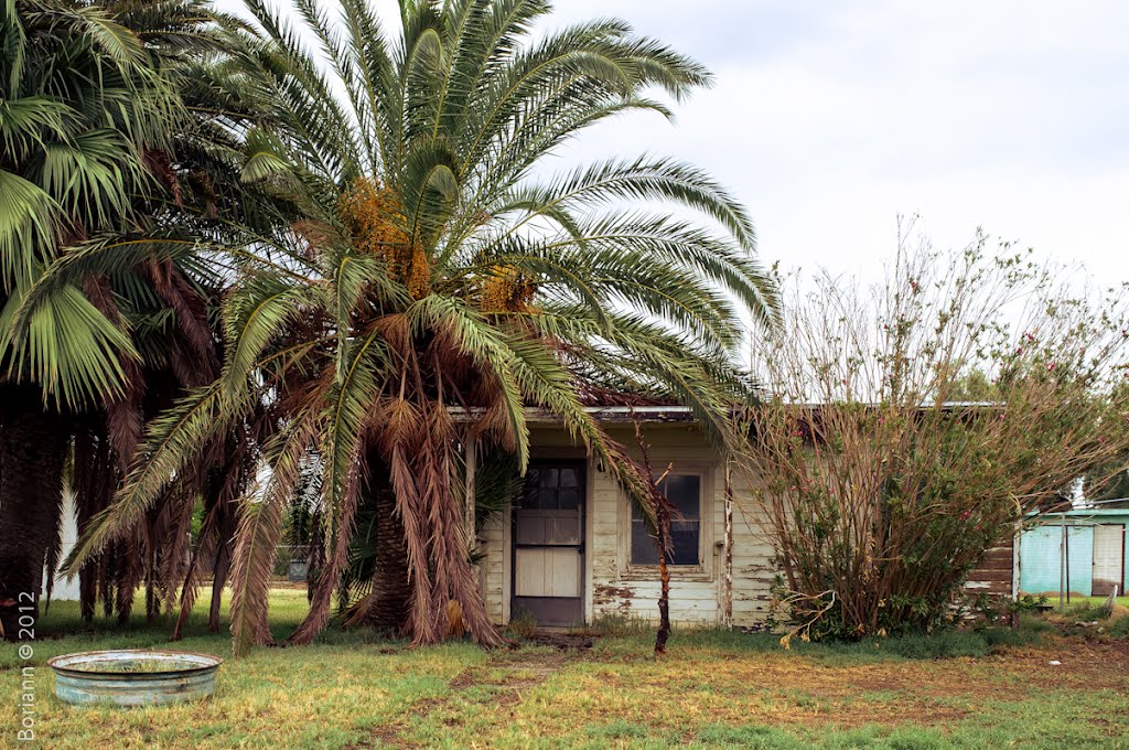 House and palm trees by Richard Buijsman