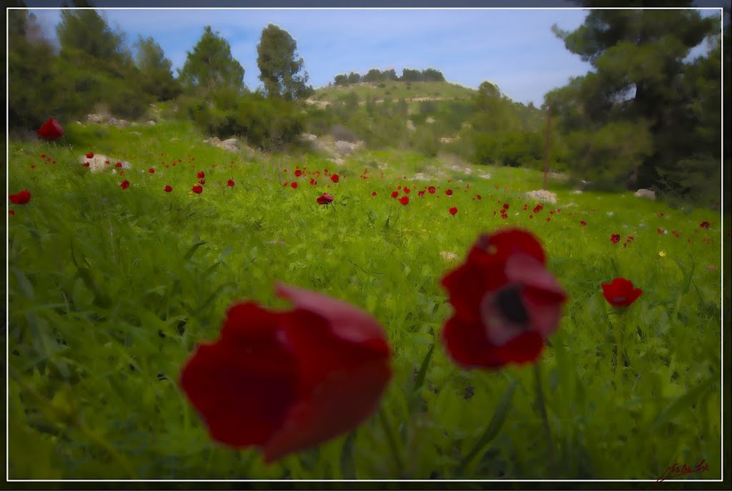 Horashim Forest by eyal1945