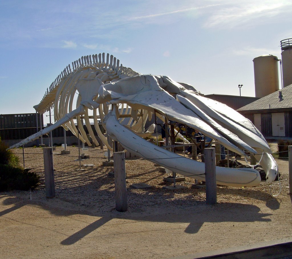 Blue Whale Skeleton by sscarpaci