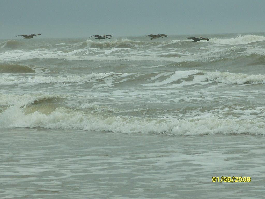 Brown Pelicans Bryan Beach by sorrow