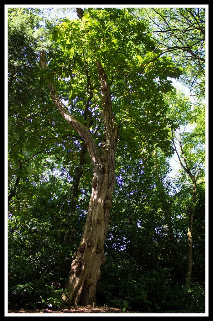 Belle Arbre by Richard-photo