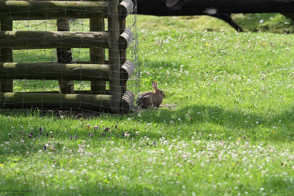 Lindenthaler Tierpark 5. Juli 2012 by EOS7DAndy