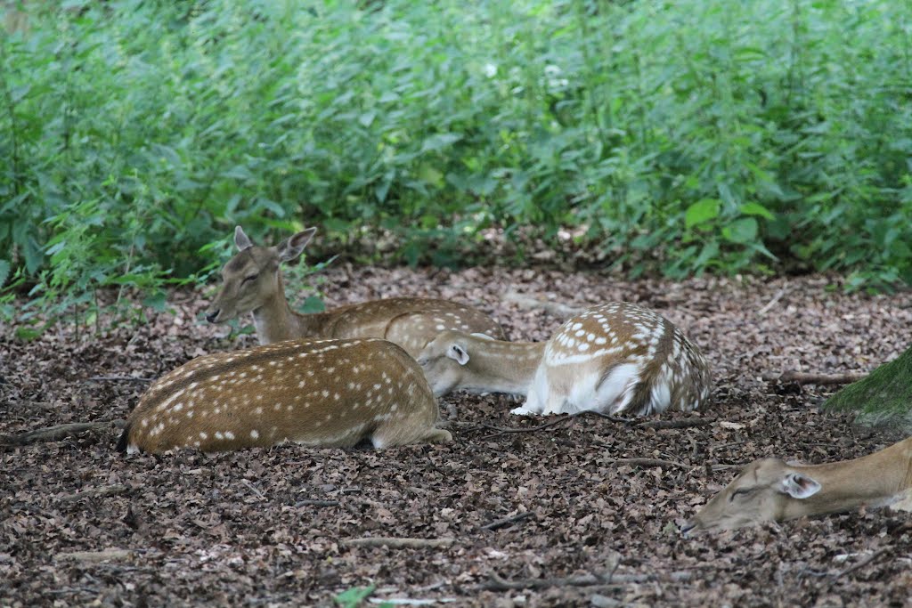 Lindenthaler Tierpark 5. Juli by EOS7DAndy