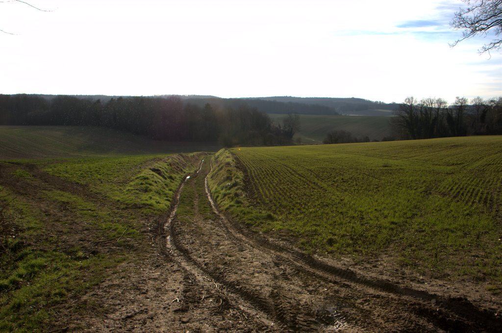 Forêt d'Hénonville by Yanti & François Beauducel