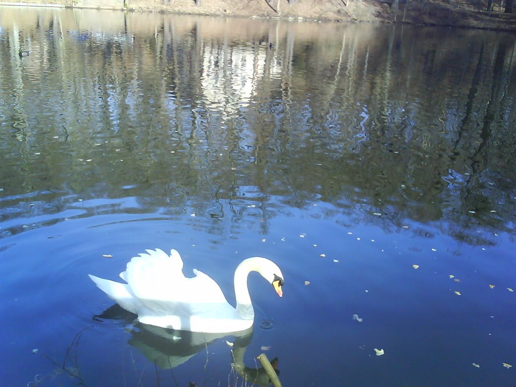 Schwan im Sahnpark by Groenningen