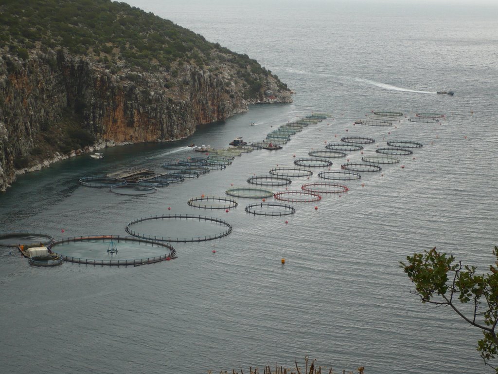 FISH FARM NEAR EPIDAVROS by Nek_Thimaras