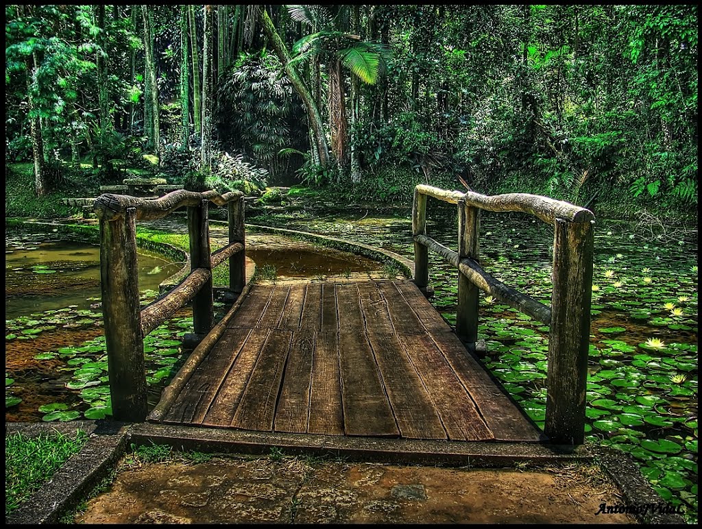 JARDIM BOTÂNICO - São Paulo - SP - BRASIL. by AntonioVidalphotography