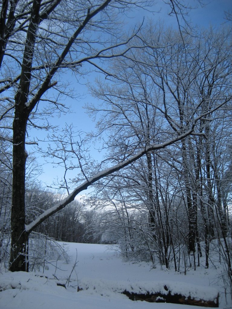 Snowy Path by Rutland Land Conservancy