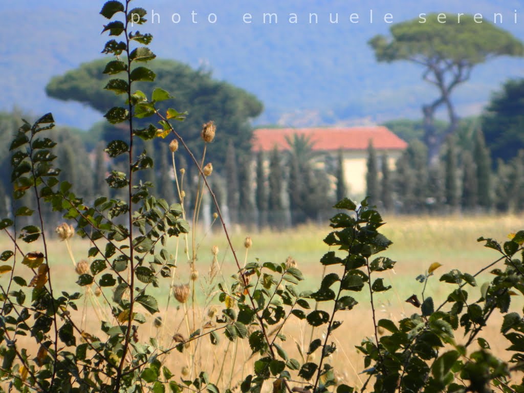 Vista pineta by Emanuele Sereni