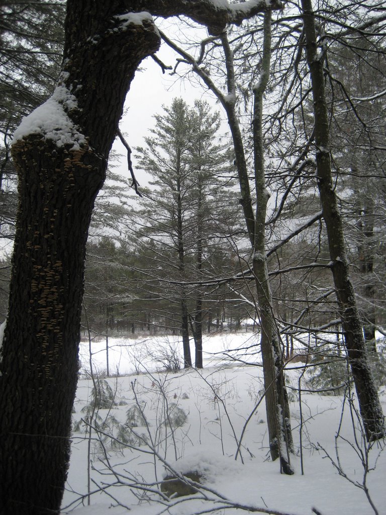 Wetland through the Trees by Rutland Land Conservancy