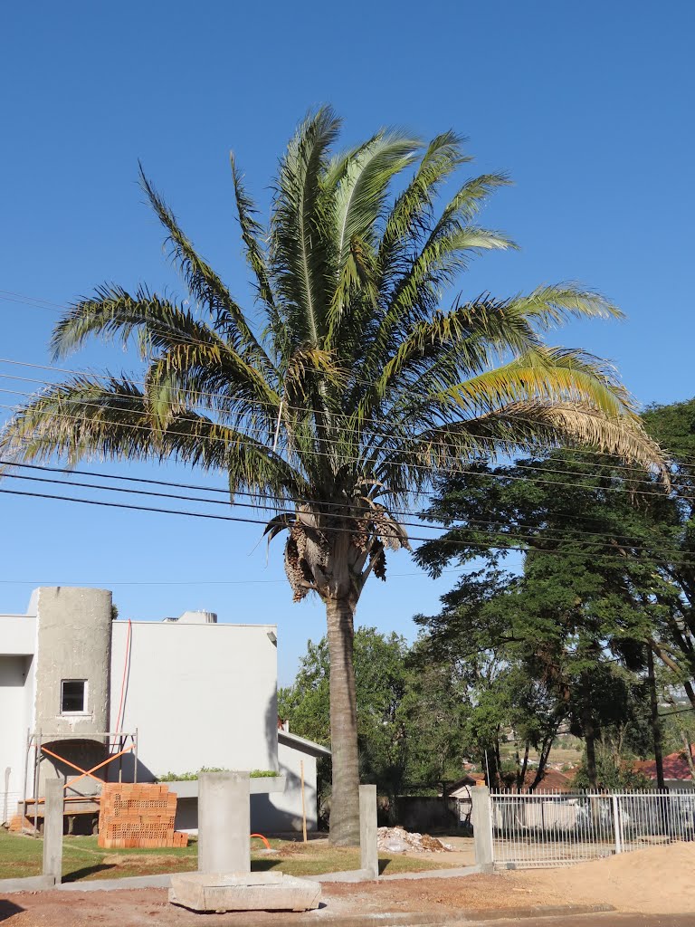 Palmeira de Babaçu na Rua Barão do Rio Branco em Toledo, PR. by Ricardo Mercadante