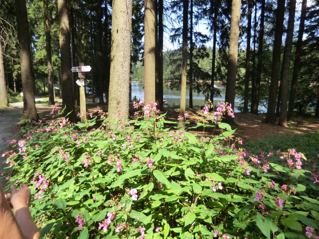 "Rühr-mich-nicht-an" am Jean-Paul-Weg beim Fichtelsee - August 2012 by ReinhardKlenke