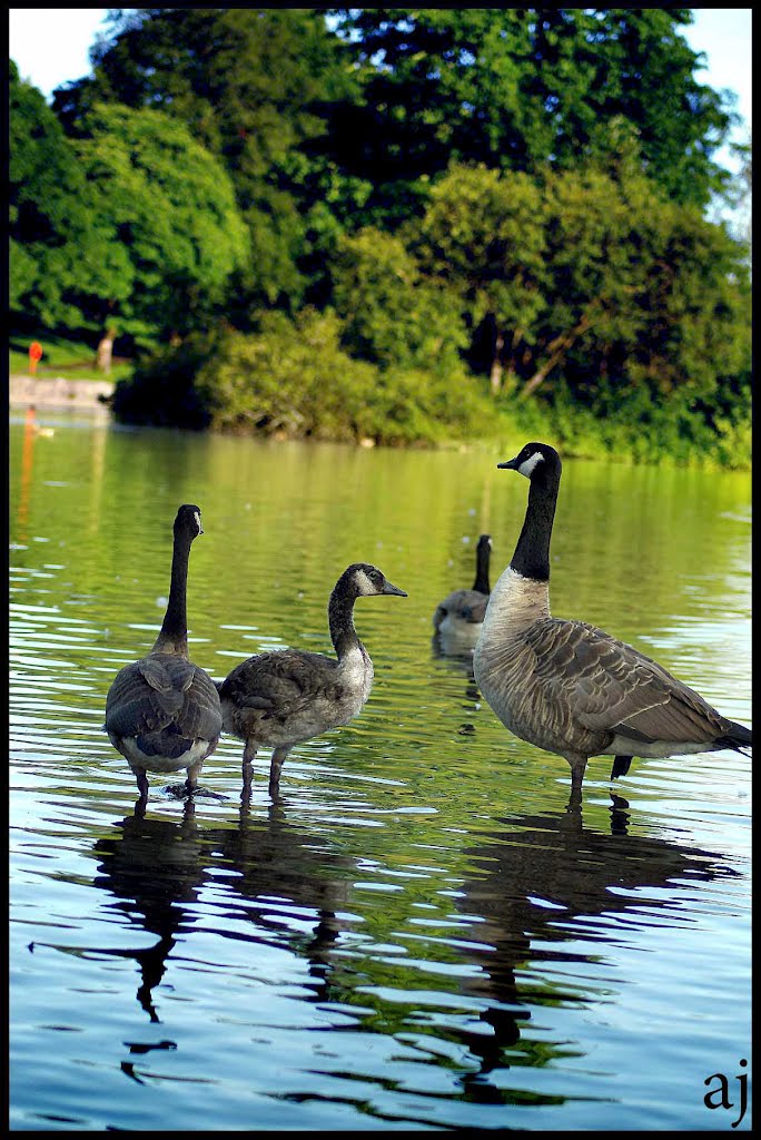 Geese at Cyfarthfa Castle by anthonyjames