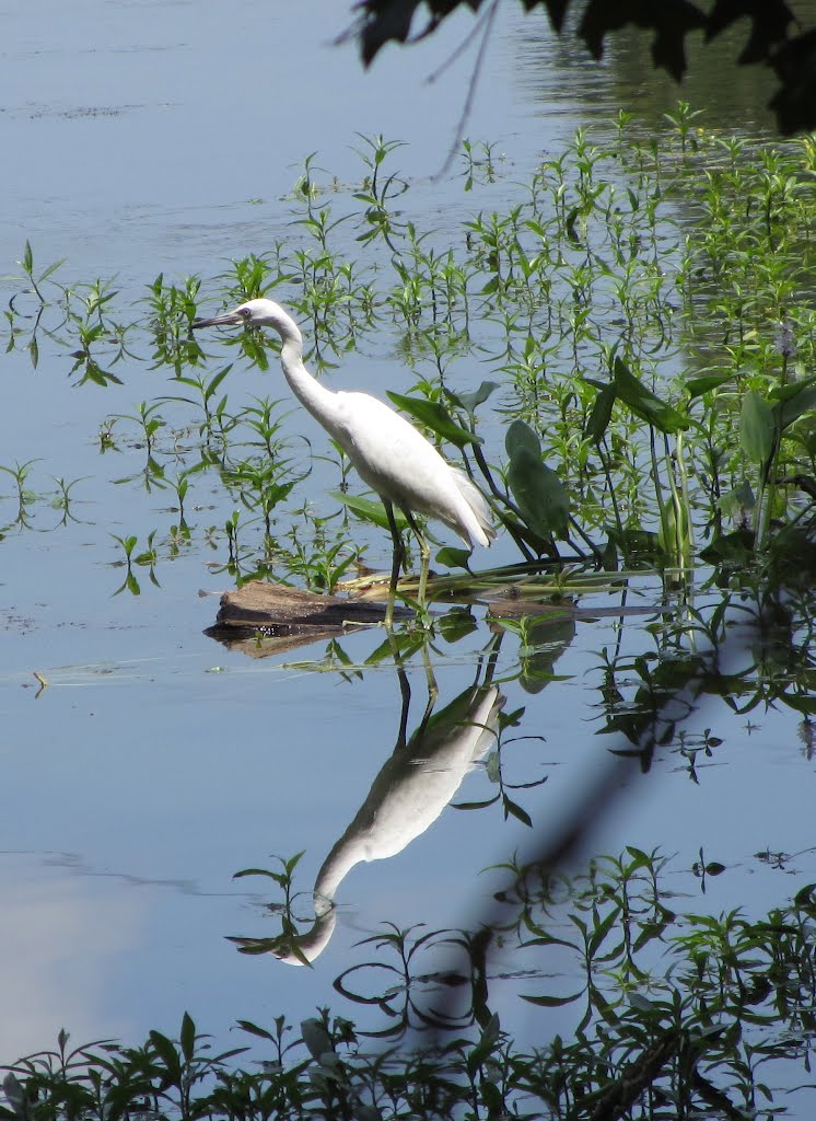 Juvenile egret by Ronald Losure