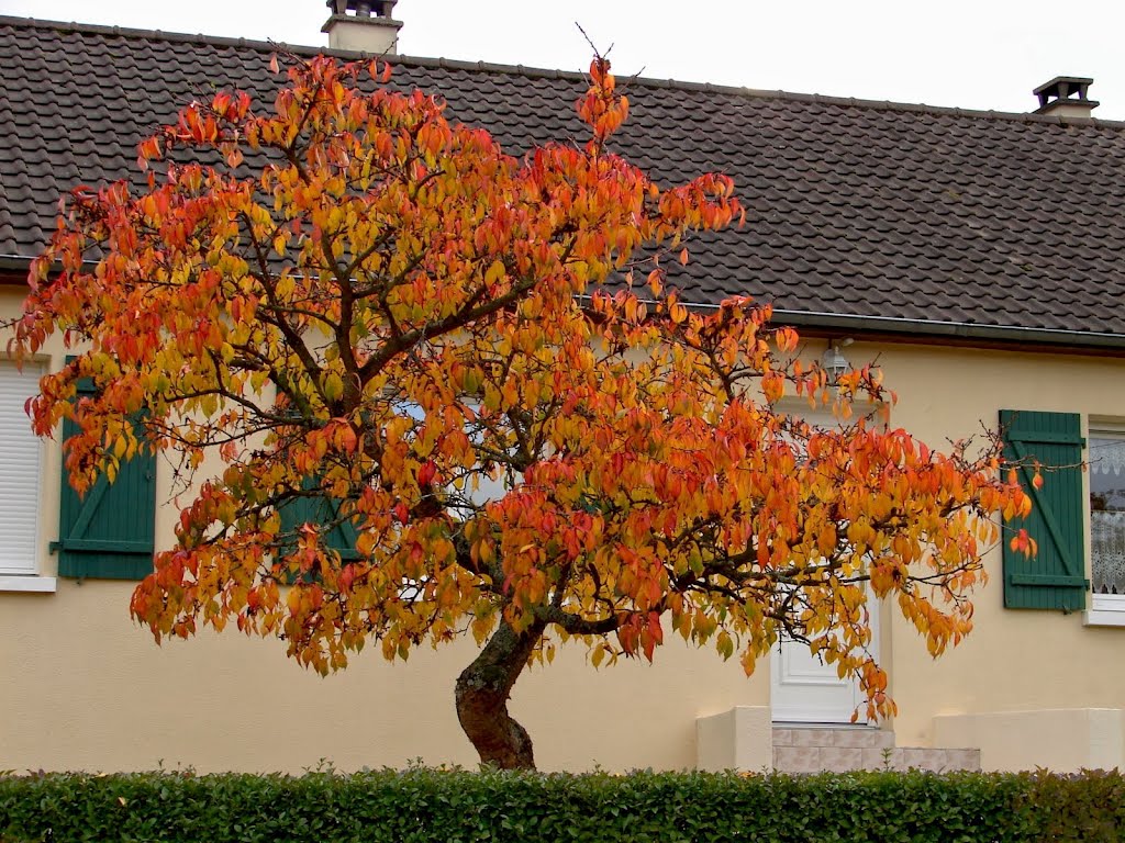 La Mayenne en automne by michel2947