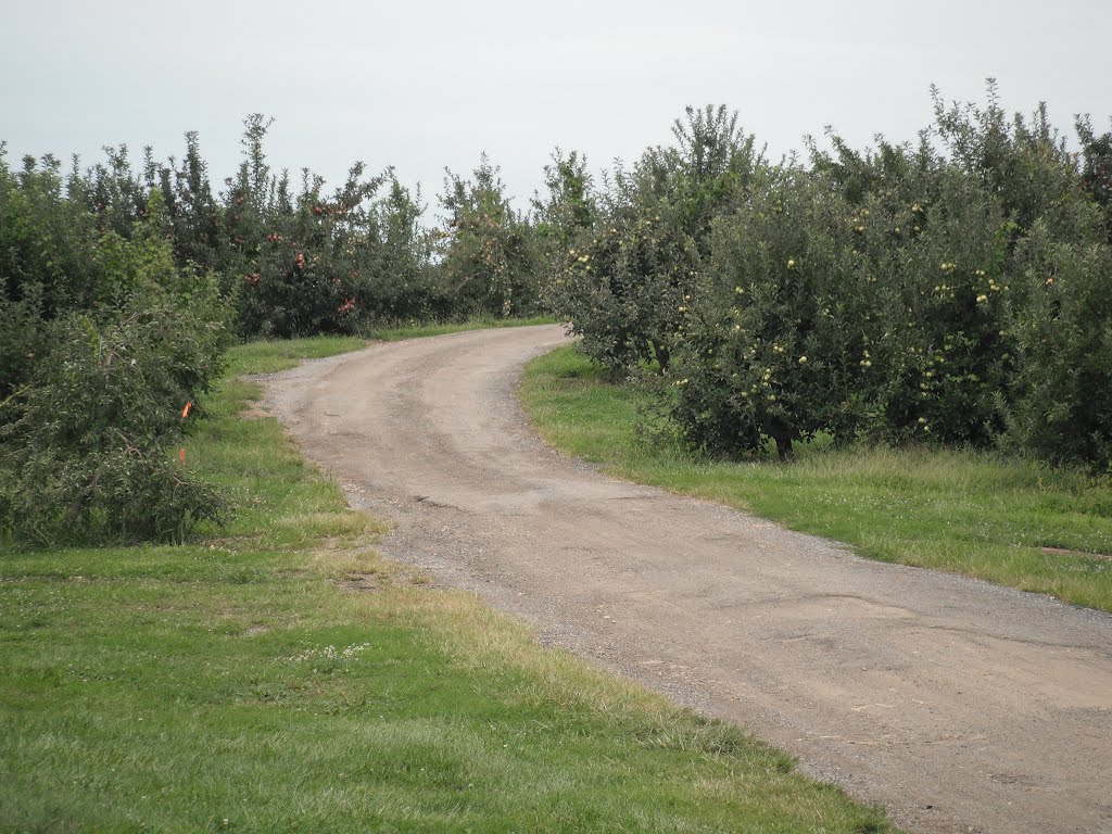 Linvilla Orchard by bobneub