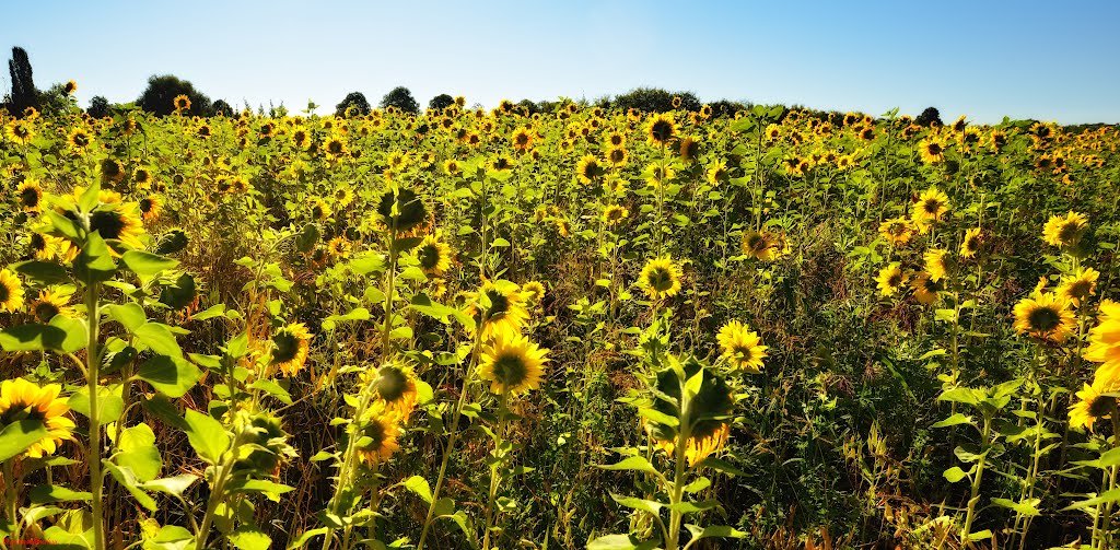 Sonnenhungrige Sonnenblumen by gschwandtnerbua