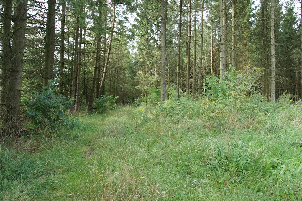 Kelstrup Plantage, 20. august 2012 by papkassen