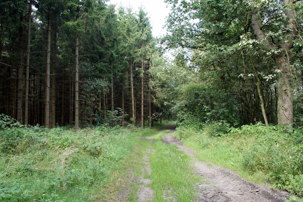 Kelstrup Plantage, 20. august 2012 by papkassen