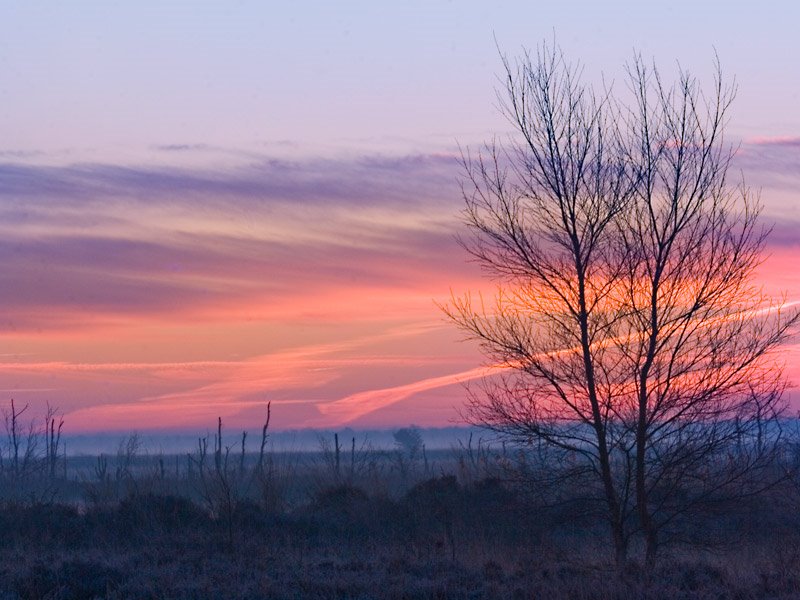 Fochteloërveen by Erik van den Ham