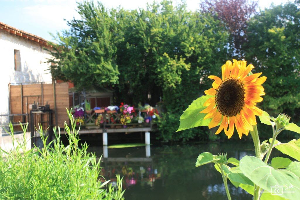 Tournesol by Sebastien SAINT MARTIN