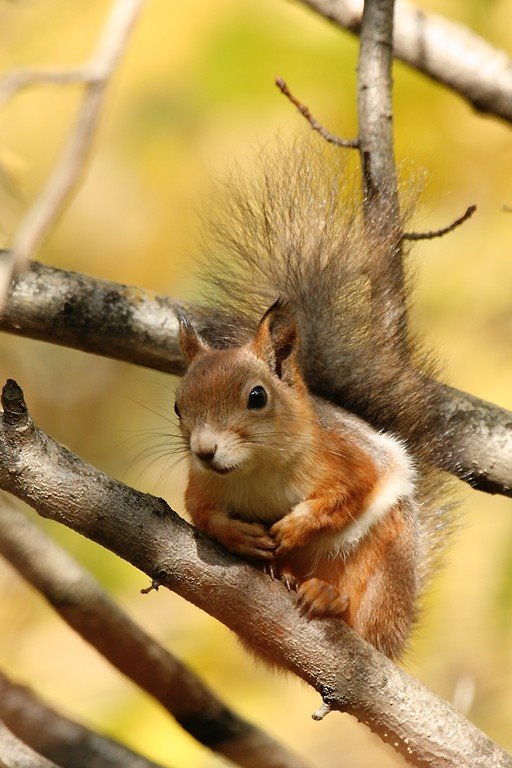 Squirrel by Sanya_S