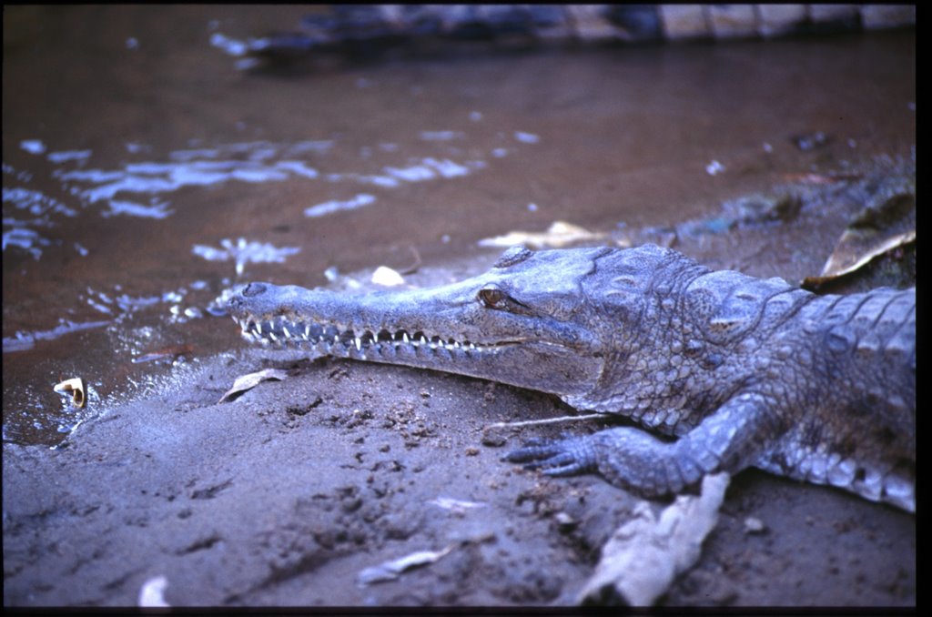 Australia 1998 - Windjana Gorge - Fresh water crocodile by Mauro Mirgovi