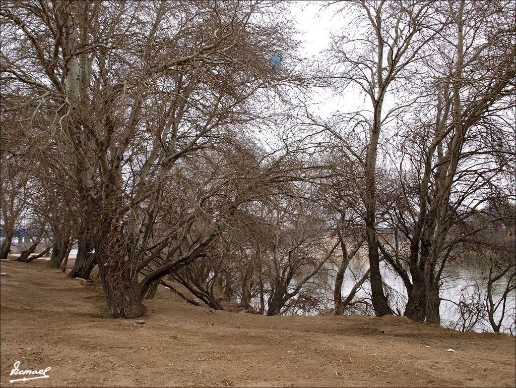 080210-29 ORILLAS DEL RIO EBRO by VICMAEL